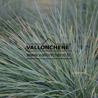 FESTUCA glauca 'Elijah Blue' en Mars