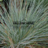 FESTUCA glauca 'Elijah Blue' en Mars
