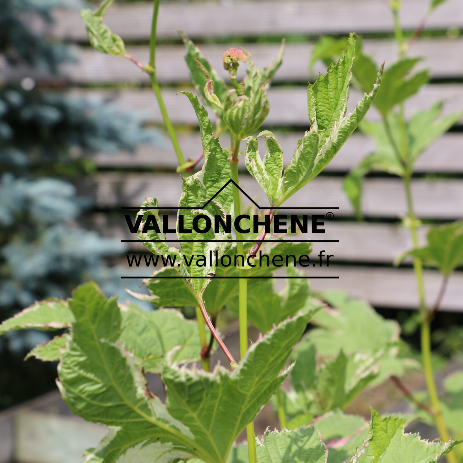 FILIPENDULA camtschatica ‚Sanshoku‘ en Juin