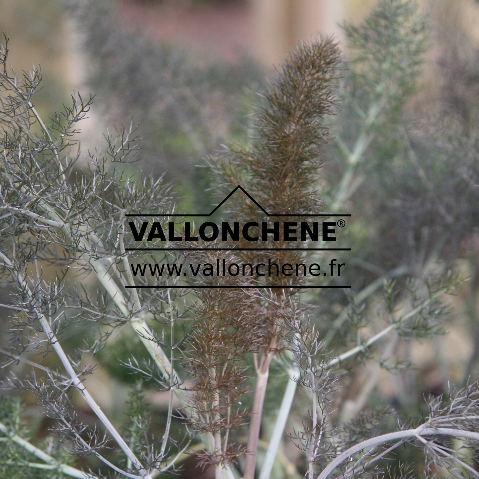 FOENICULUM vulgare 'Giant Bronze' en Mars