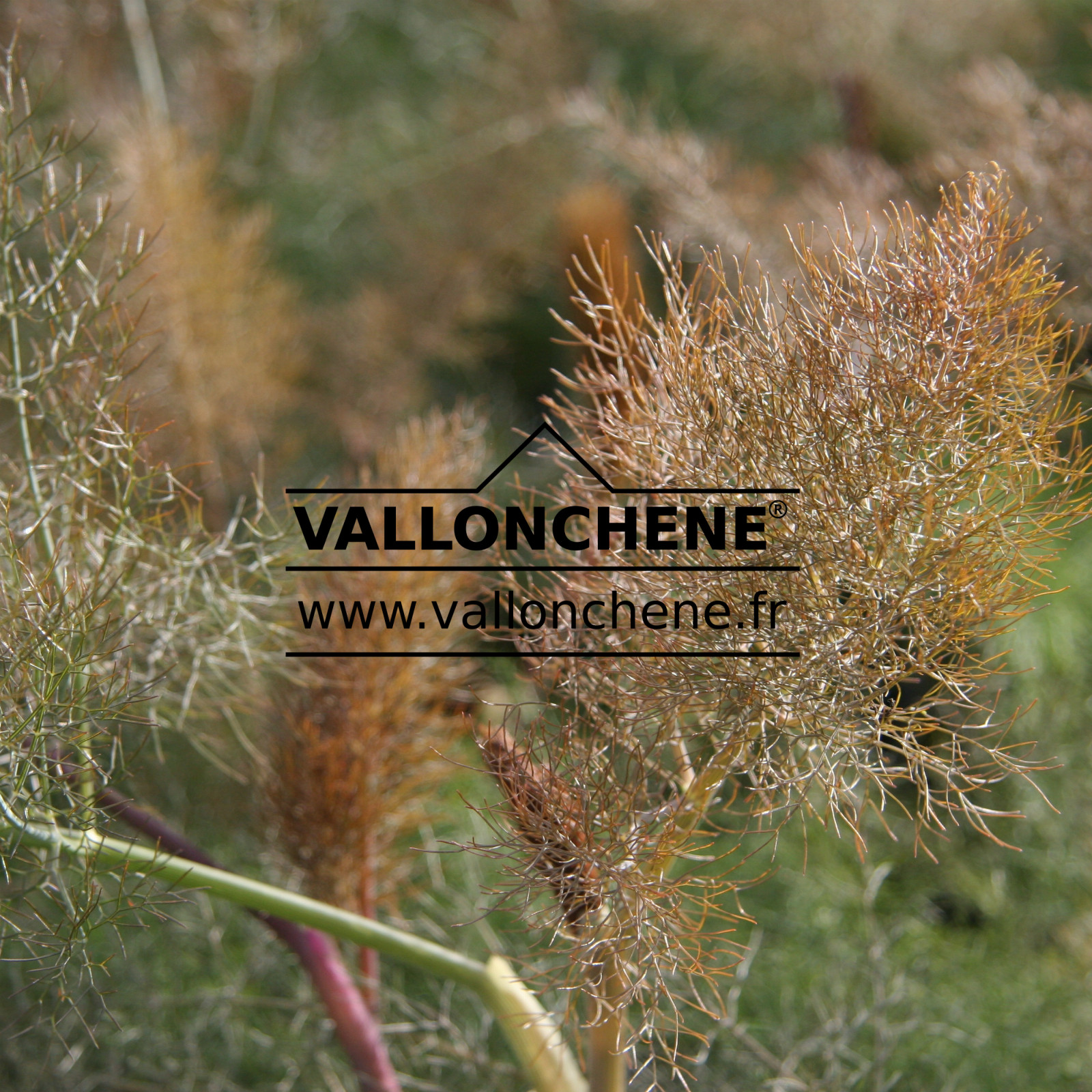 FOENICULUM vulgare 'Giant Bronze' en Mai