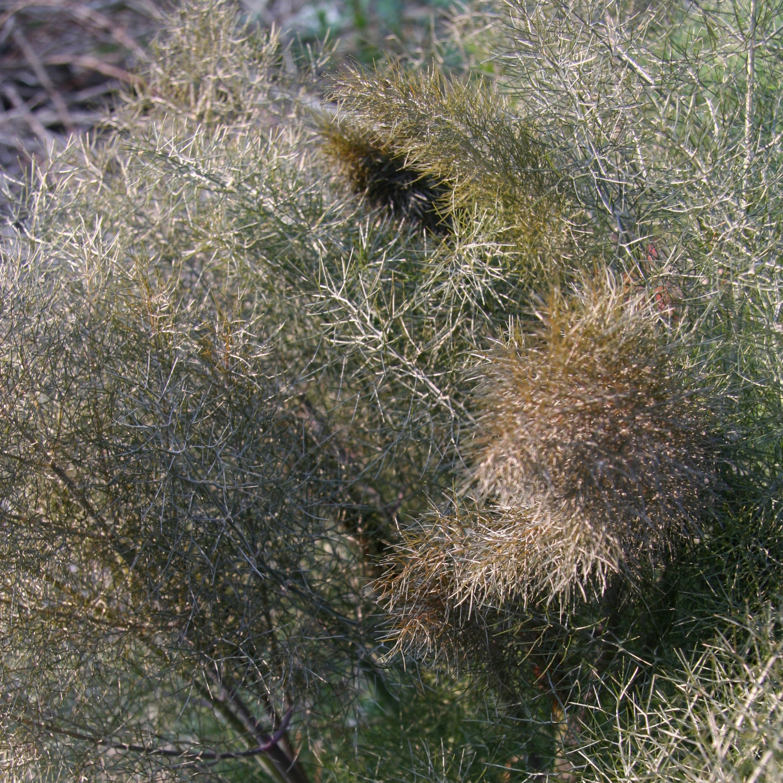 FOENICULUM vulgare ‚Giant Bronze‘ en Avril