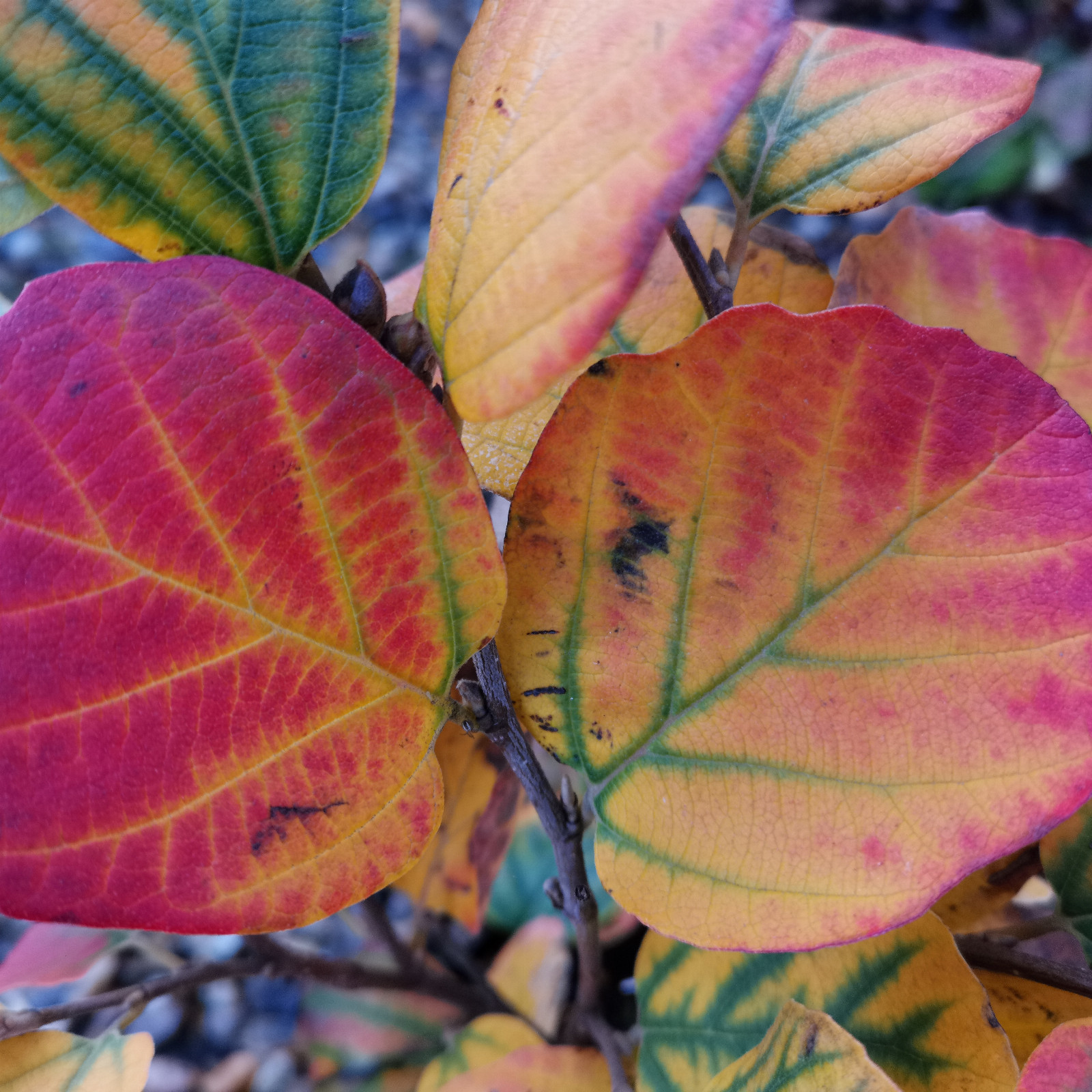 FOTHERGILLA intermedia Sélection