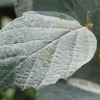 FOTHERGILLA x intermedia 'Blue Shadow' en Septembre