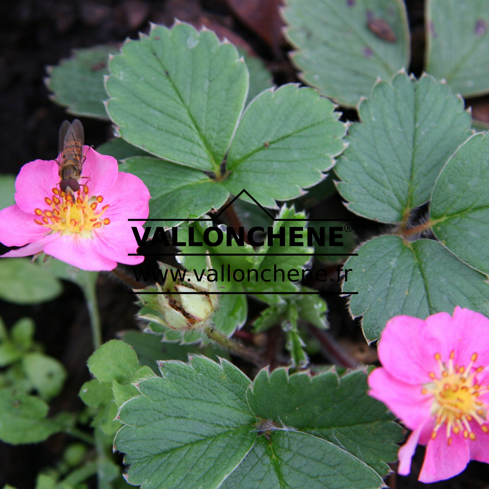 FRAGARIA x ananassa ‚Pink Panda‘ en Octobre