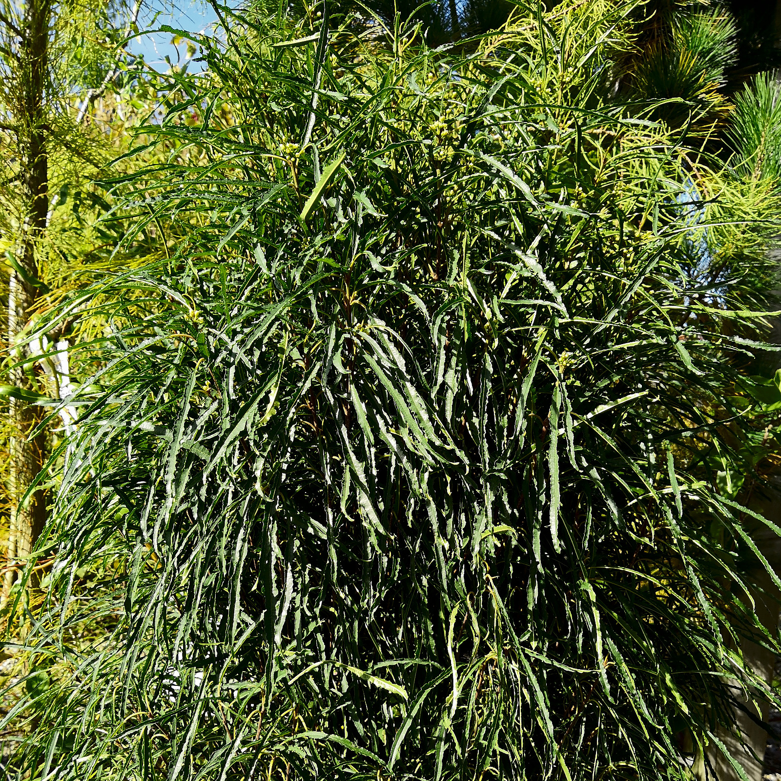 FRANGULA alnus ‘Fine Line’ en Septembre