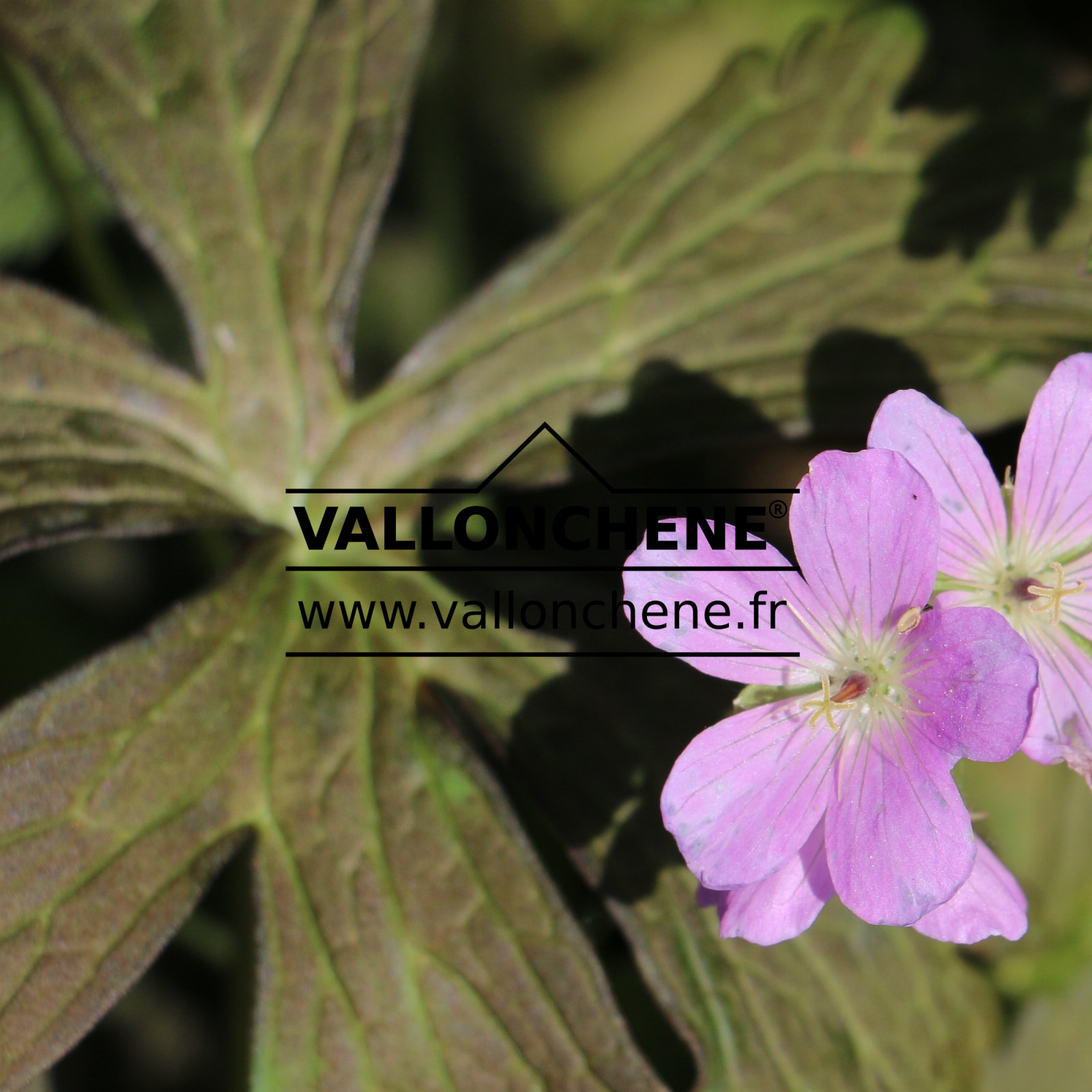 GERANIUM maculatum ‘Espresso’ en Mai