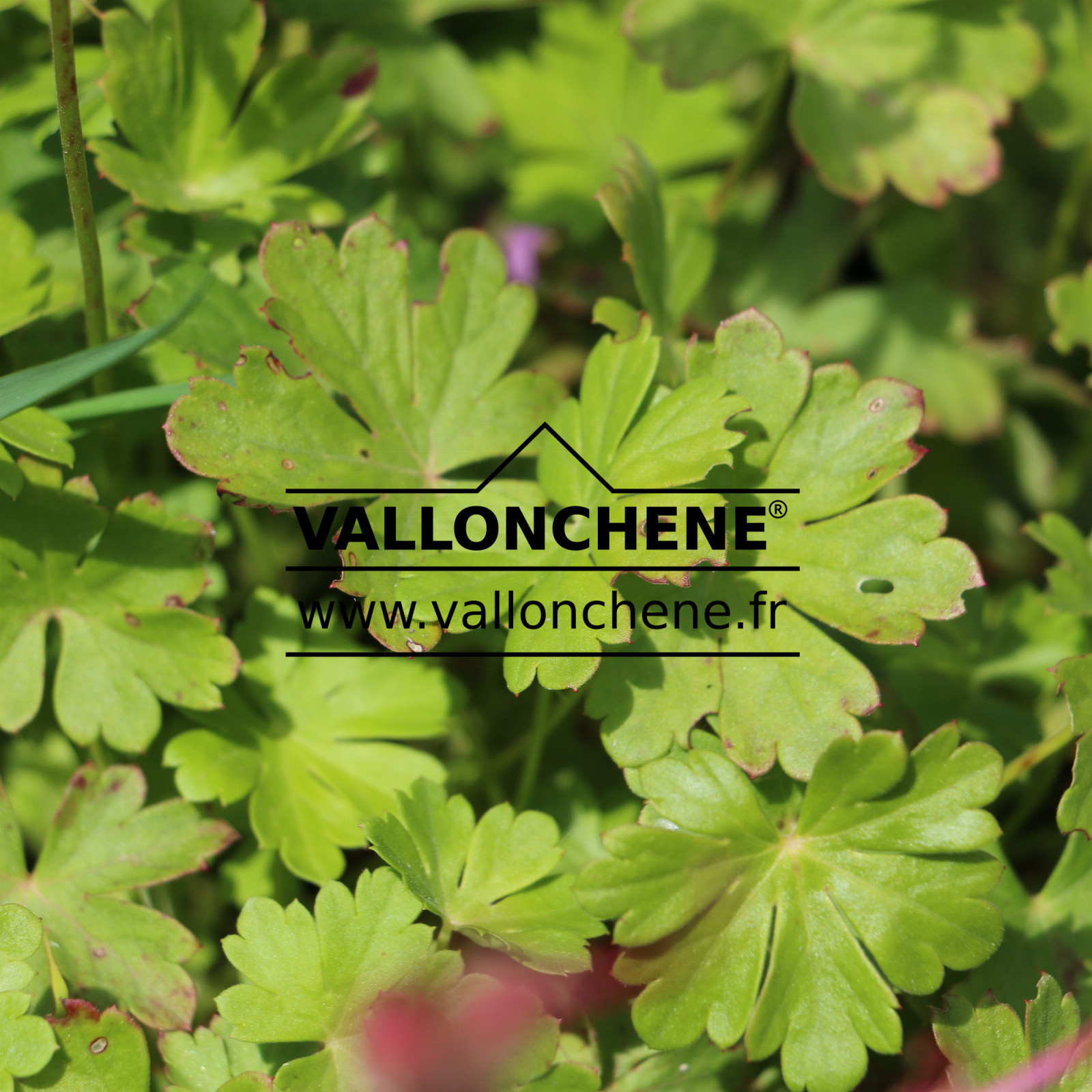 GERANIUM x cantabrigiense ‚Cambridge‘ en Juin