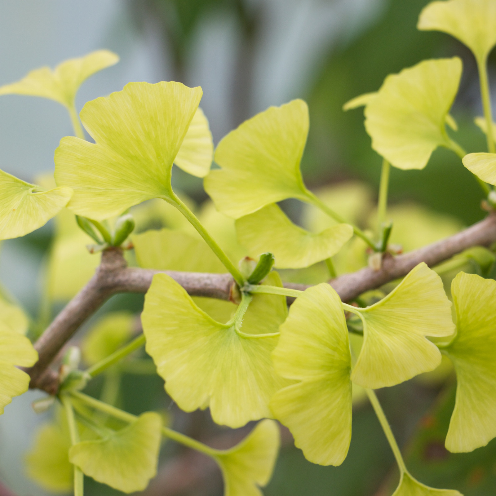 GINKGO biloba ‘Beijing Gold’ en Avril