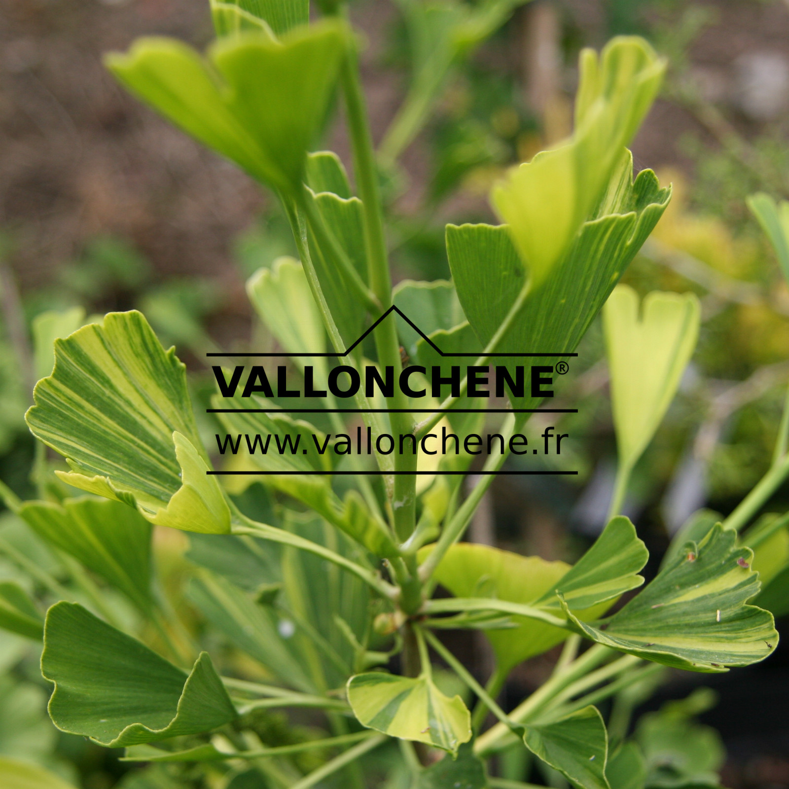 GINKGO biloba ‘Roswitha’ en Juin