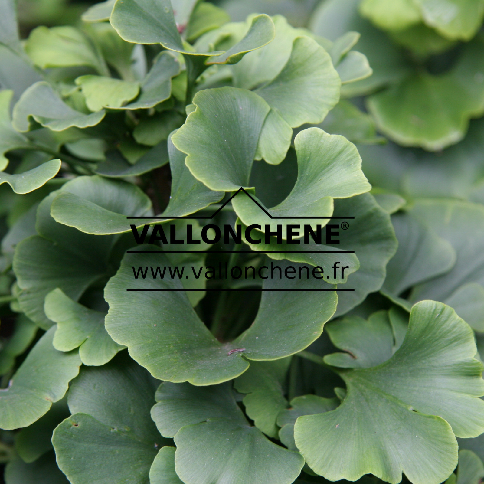 GINKGO biloba ‘Troll’ en Juillet