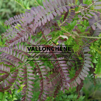 GLEDITSIA triacanthos 'Ruby Lace' en Août