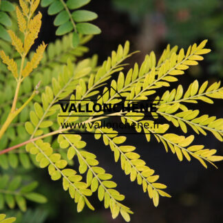 GLEDITSIA triacanthos 'Sunburst' en Août