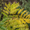 GLEDITSIA triacanthos 'Sunburst' en Août