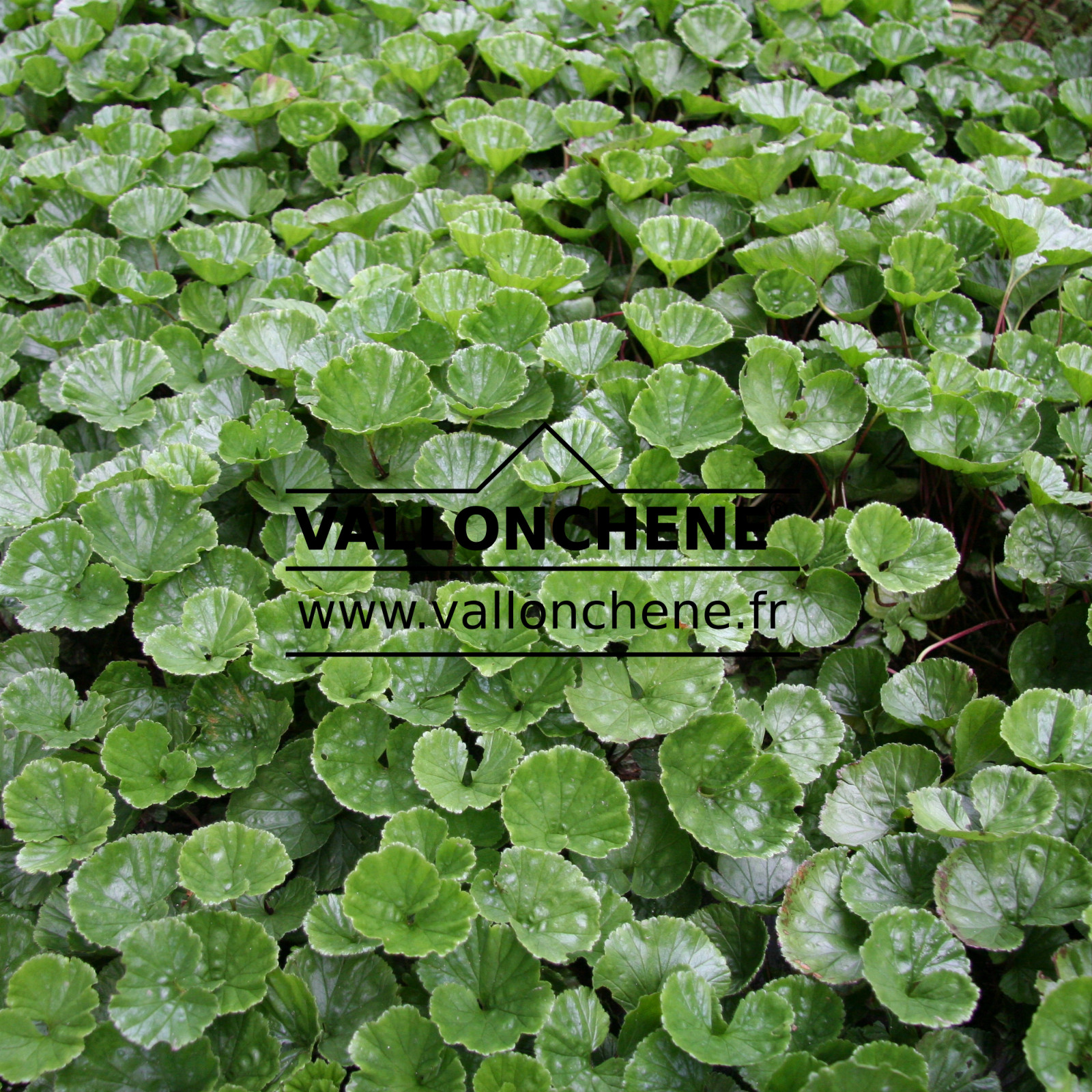 GUNNERA magellanica en Juillet