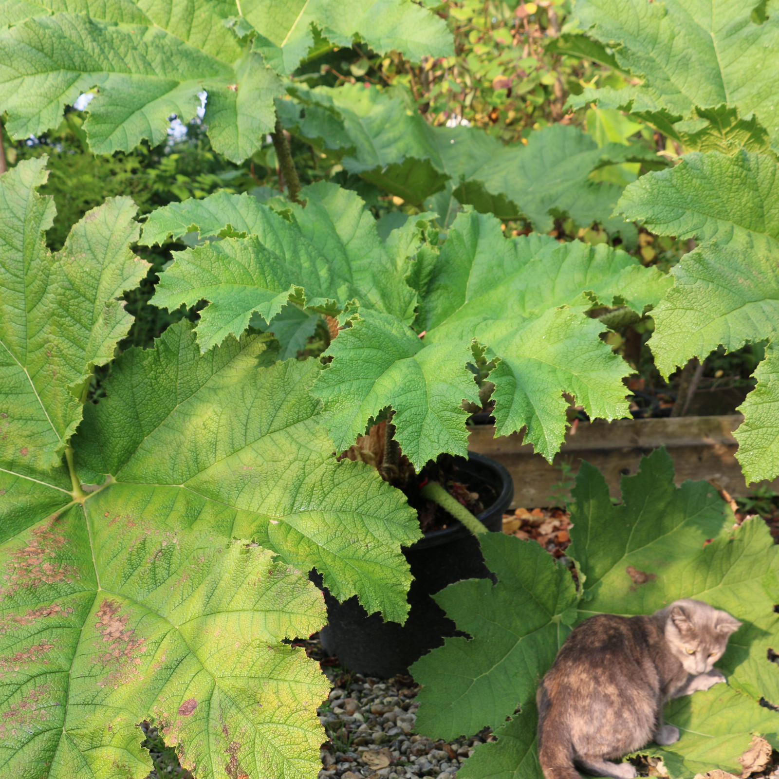 GUNNERA manicata en Septembre