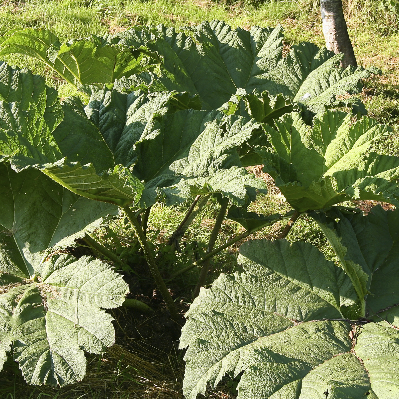 GUNNERA manicata en Juillet