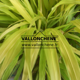 HAKONECHLOA 'All Gold' en Août