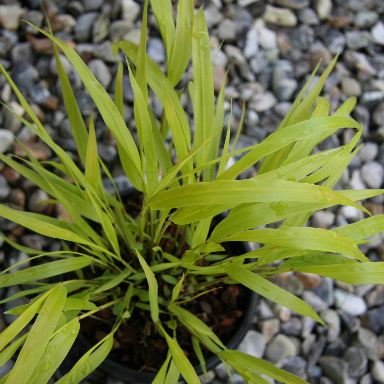 HAKONECHLOA macra ‚All Gold‘ en Avril