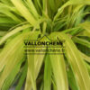 HAKONECHLOA macra ‘All Gold’ en Août