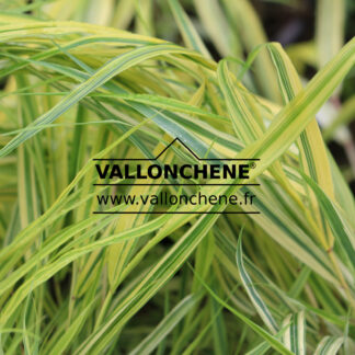 HAKONECHLOA macra 'Aureola' en Septembre