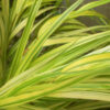 HAKONECHLOA ‚Naomi‘ en Août