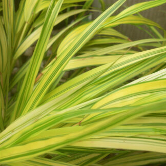 HAKONECHLOA 'Naomi' en Août