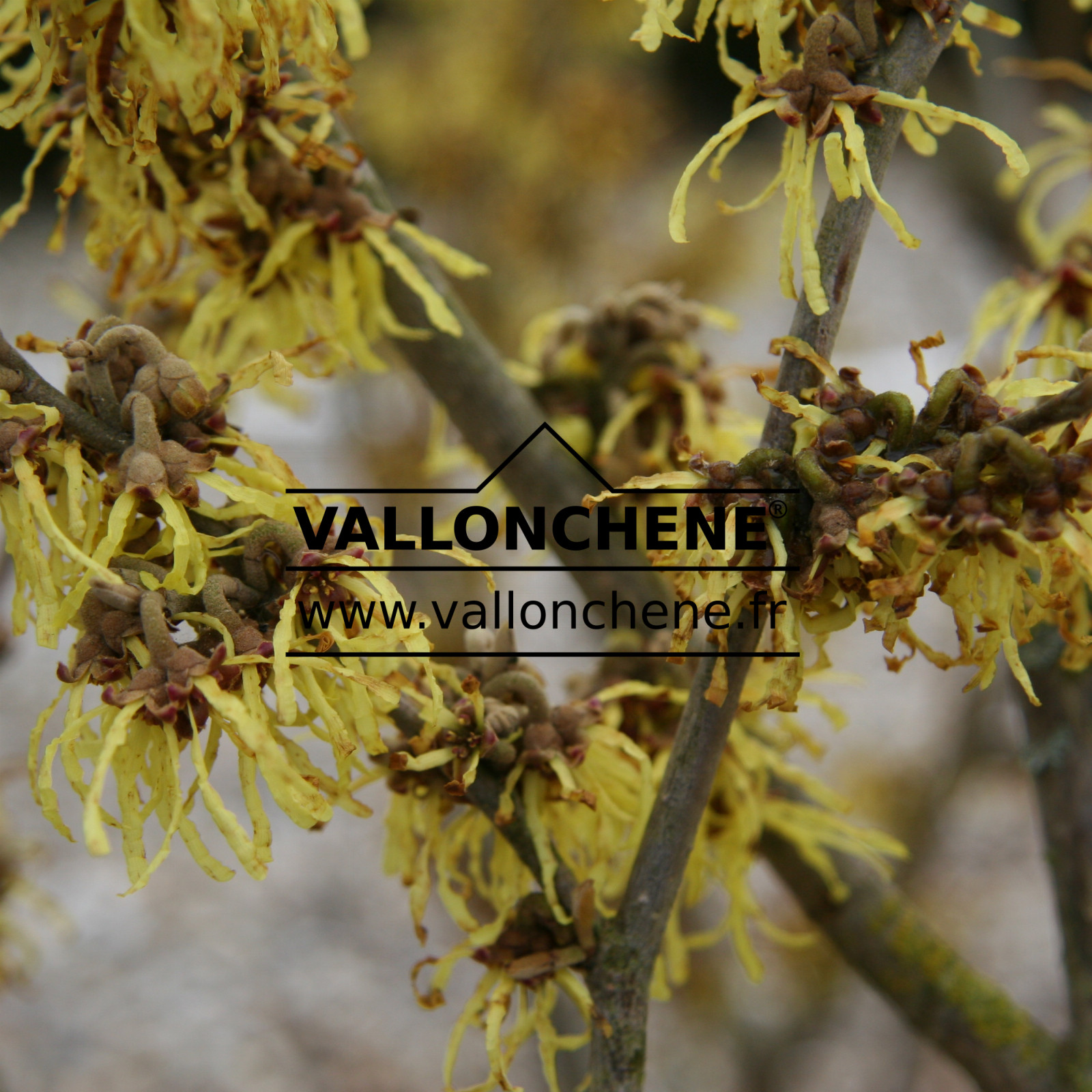 HAMAMELIS intermedia ‚Arnold Promise‘ en Mars