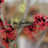 HAMAMELIS intermedia ‘Diane’ en Janvier