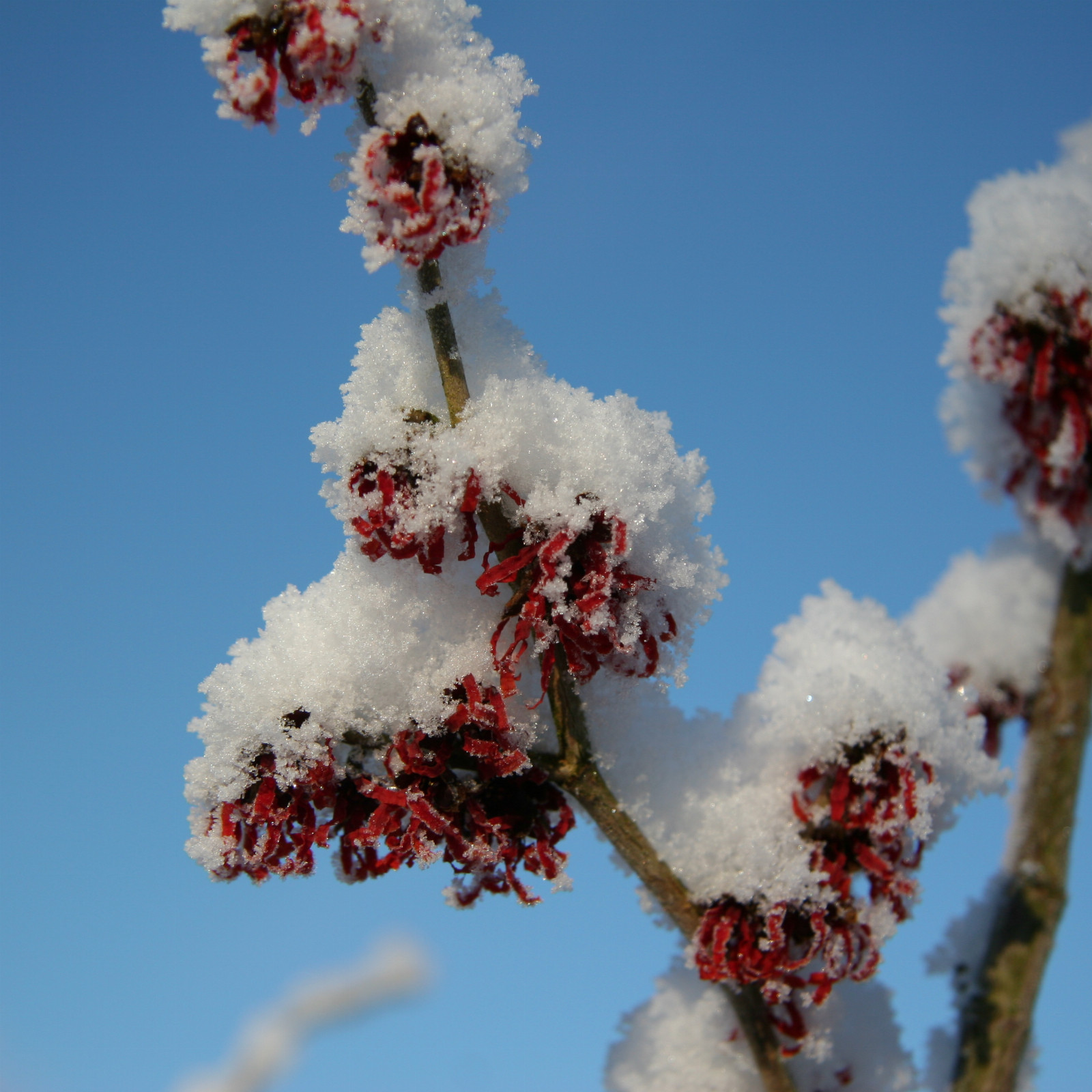 HAMAMELIS intermedia ‘Diane’ en Janvier