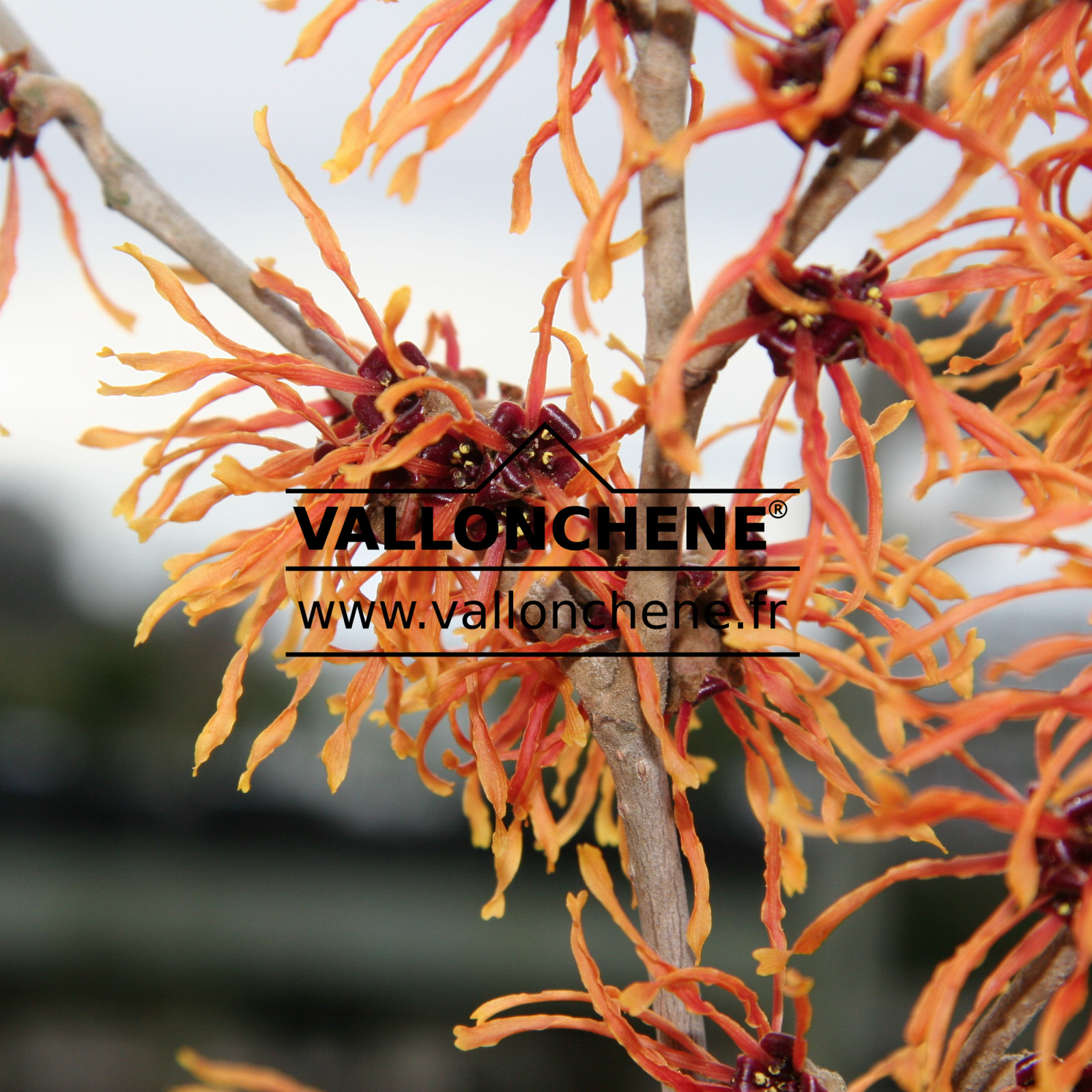 HAMAMELIS intermedia 'Jelena' en Janvier