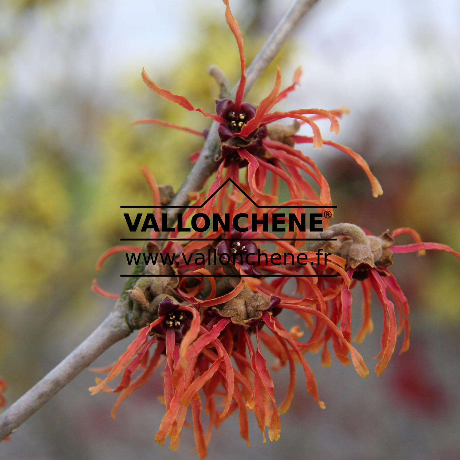 HAMAMELIS intermedia 'Jelena' en Janvier