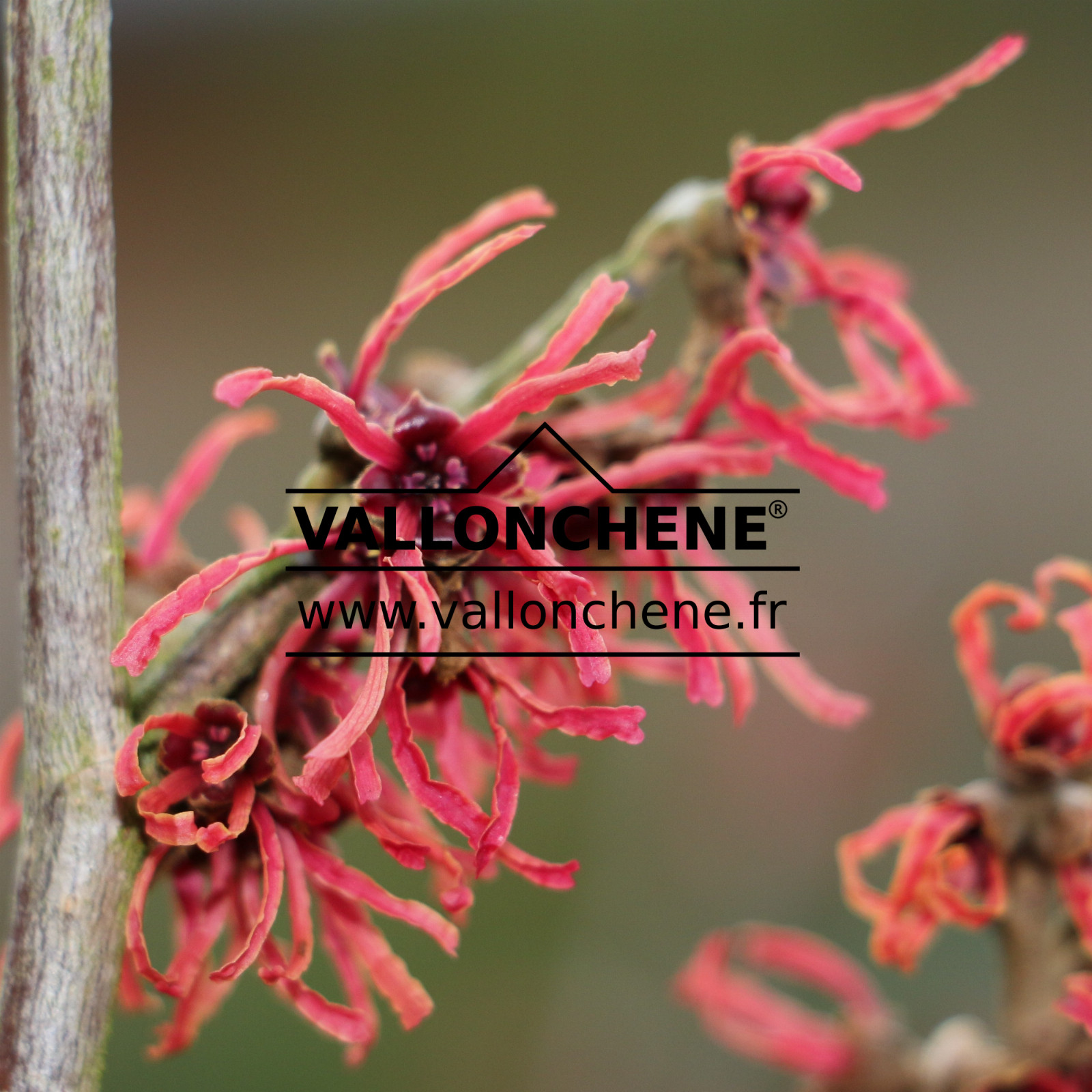 HAMAMELIS intermedia ‘Ruby Glow’ en Février