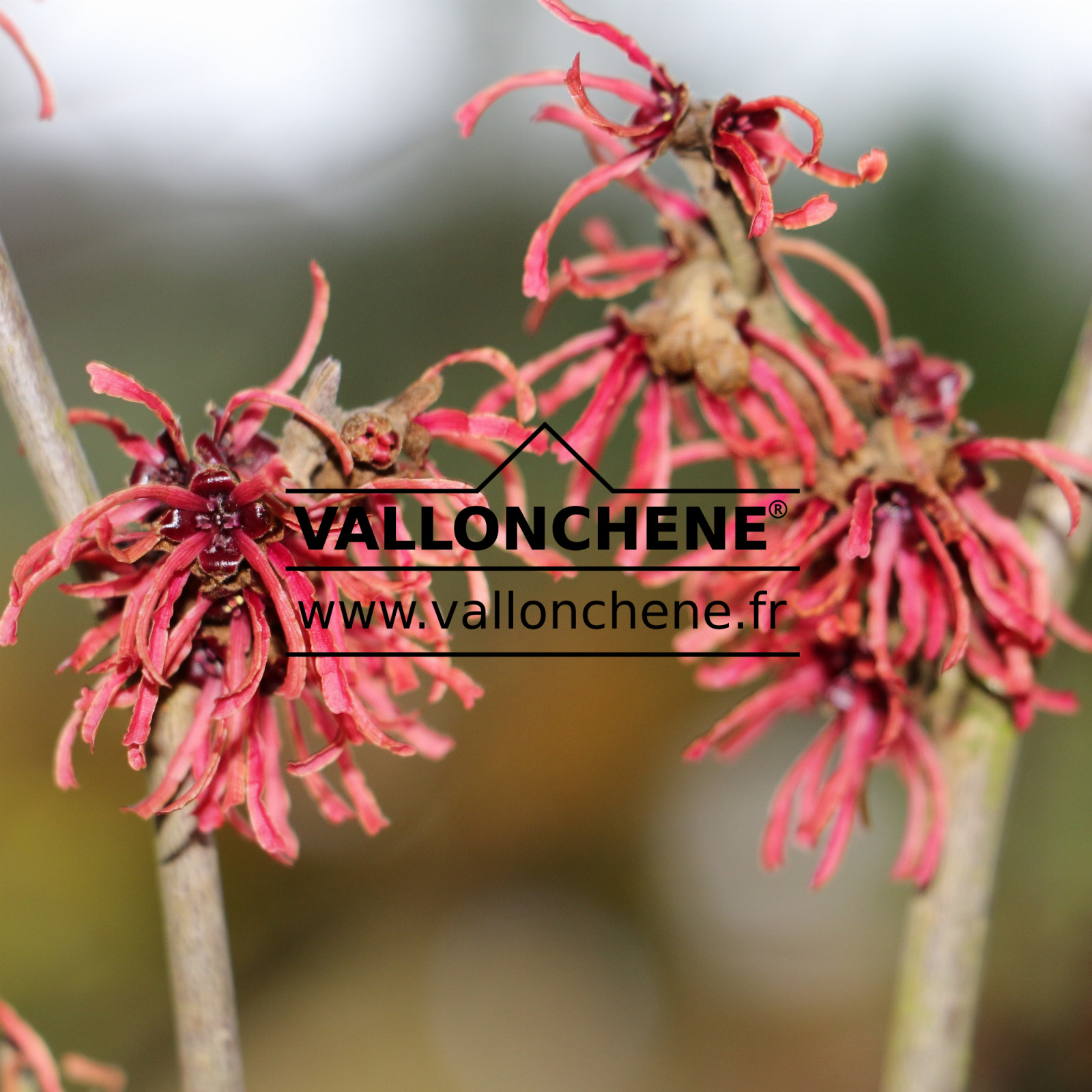 HAMAMELIS intermedia 'Ruby Glow' en Février