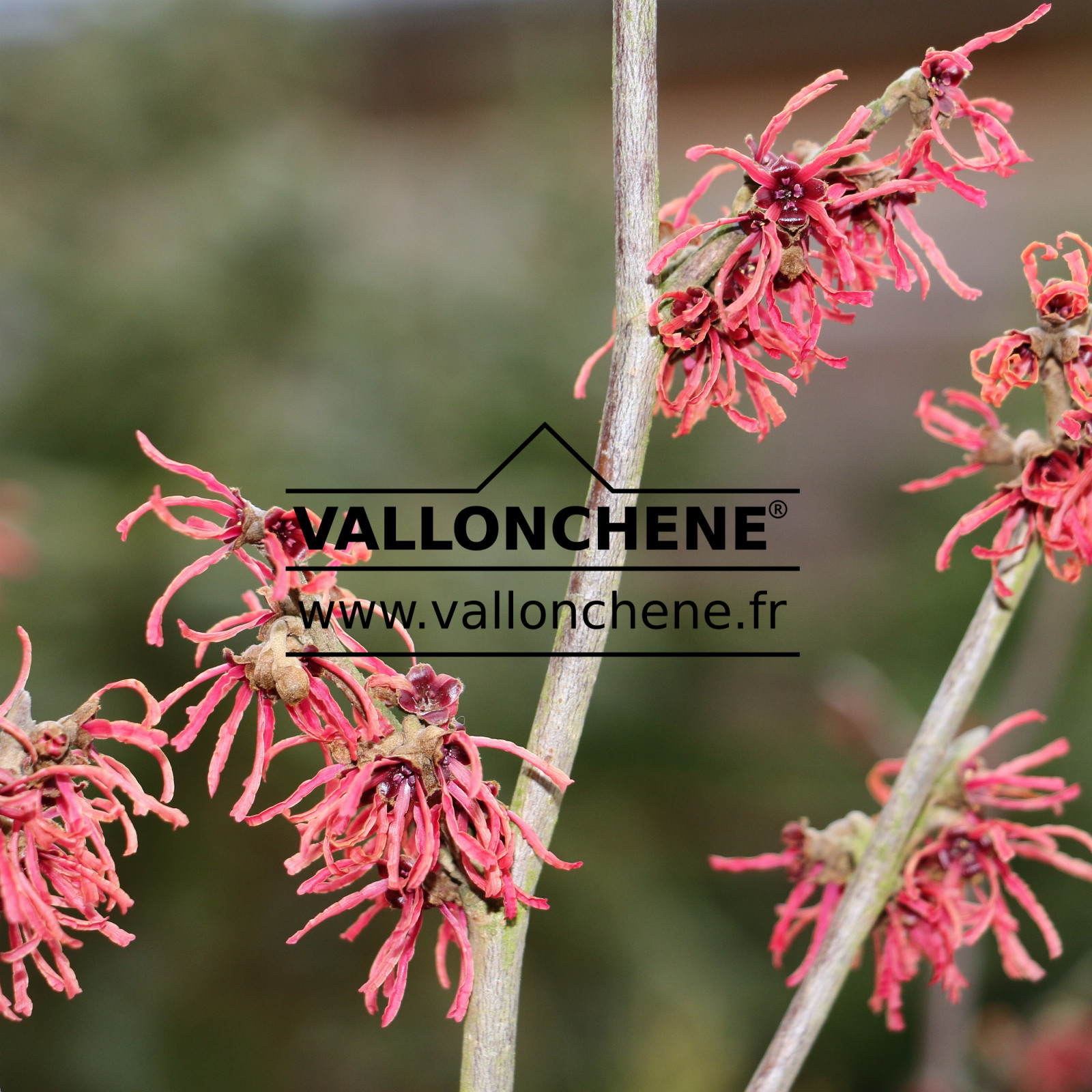 HAMAMELIS intermedia 'Ruby Glow' en Février