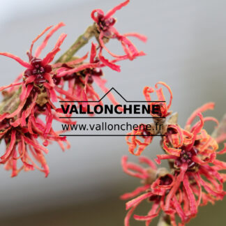 HAMAMELIS intermedia 'Ruby Glow' en Février