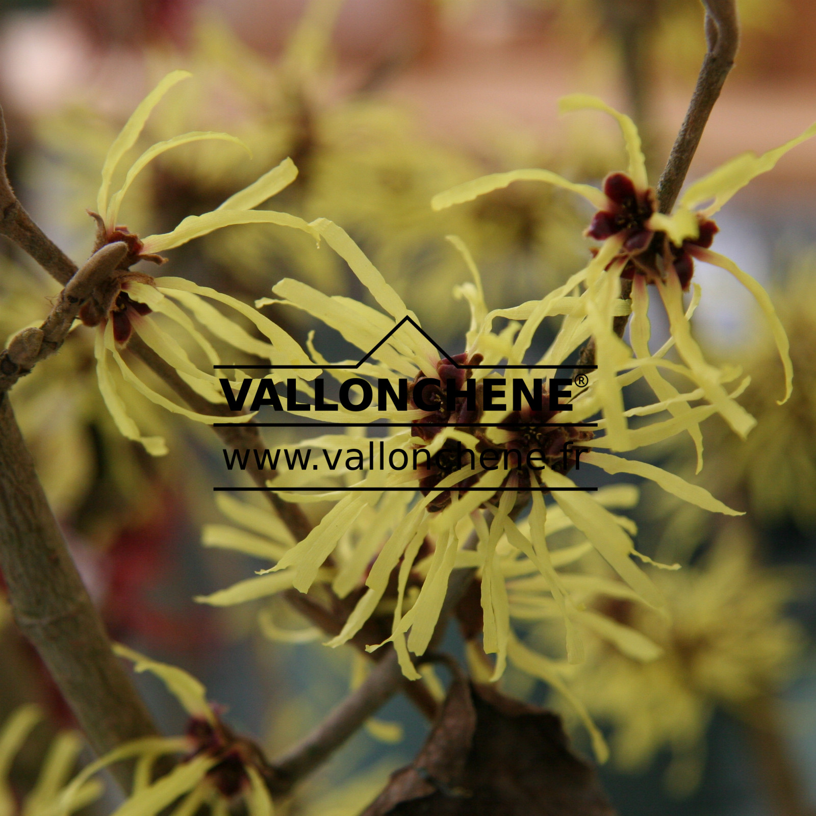 HAMAMELIS x intermedia ‚Pallida‘ en Janvier