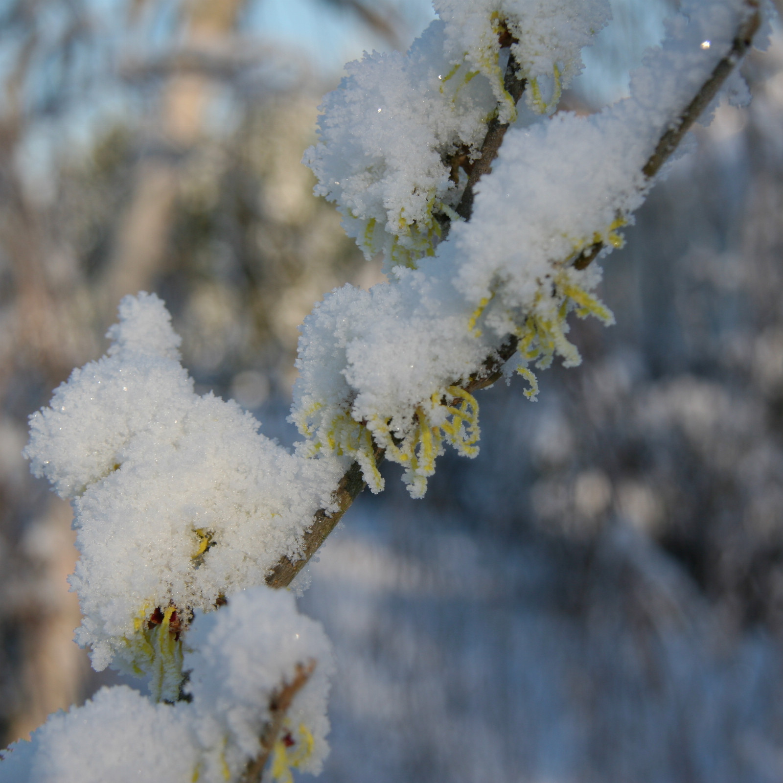 HAMAMELIS x intermedia ‚Pallida‘ en Janvier