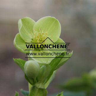 HELLEBORUS argutifolius en Février