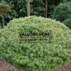 ABIES koreana 'Kristallkugel' en Octobre