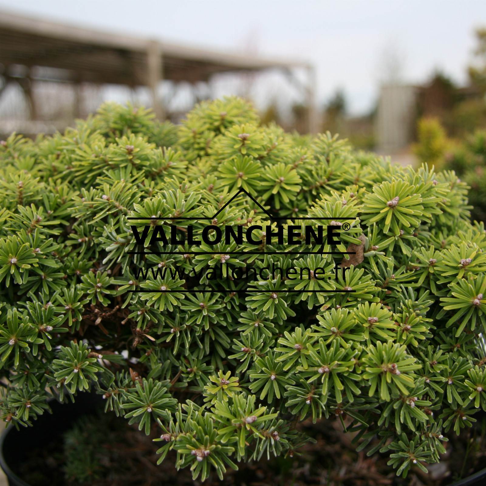 ABIES koreana ‚Kristallkugel‘ en Avril