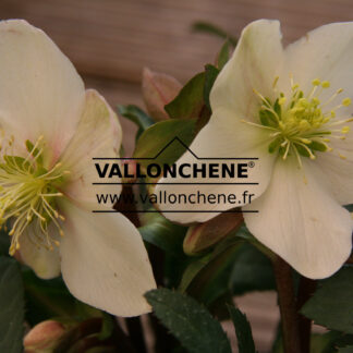 HELLEBORUS ballardiae 'Candy Love' en Janvier