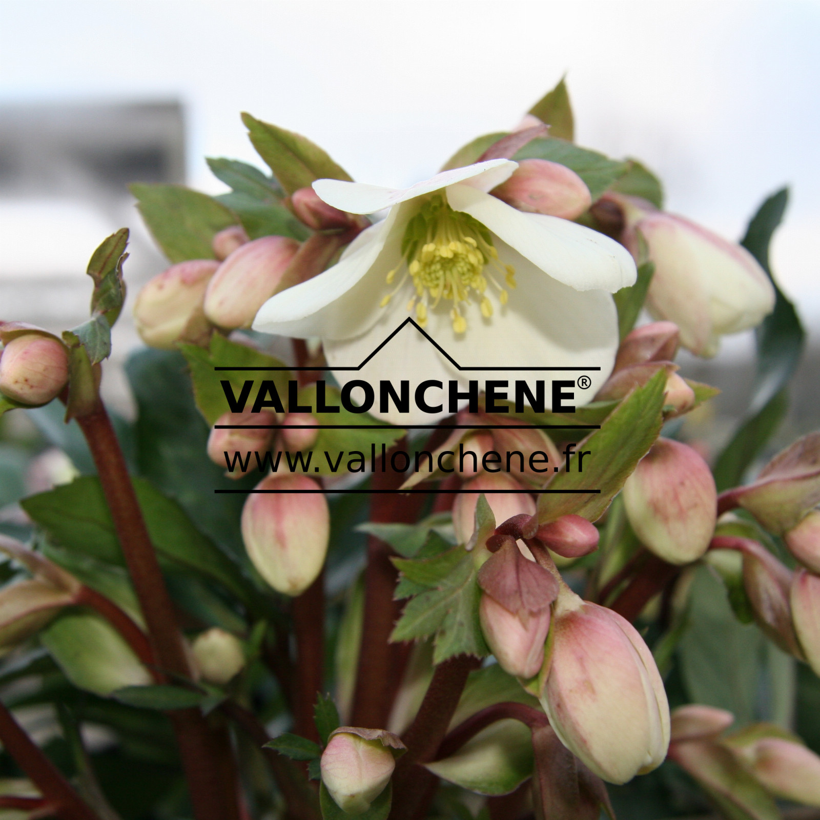 HELLEBORUS ballardiae 'Candy Love' en Janvier