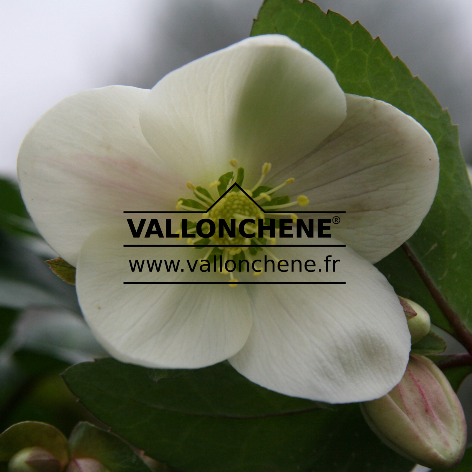 HELLEBORUS ballardiae ‘Candy Love’ en Janvier