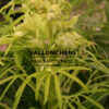 HELLEBORUS foetidus 'Yellow' (jaune) en Janvier