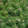 ABIES koreana 'Kristallkugel' en Novembre