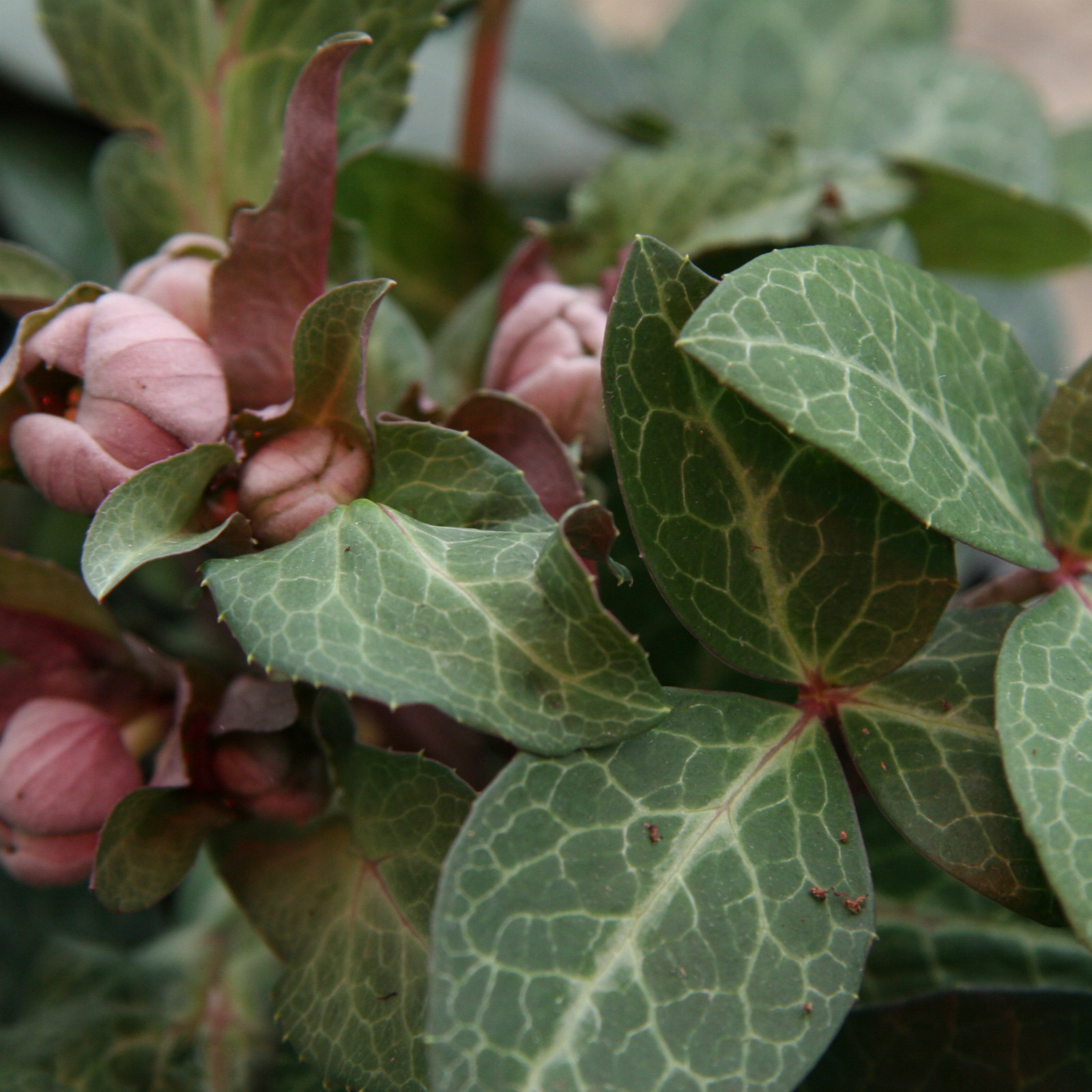 HELLEBORUS lividus en Janvier