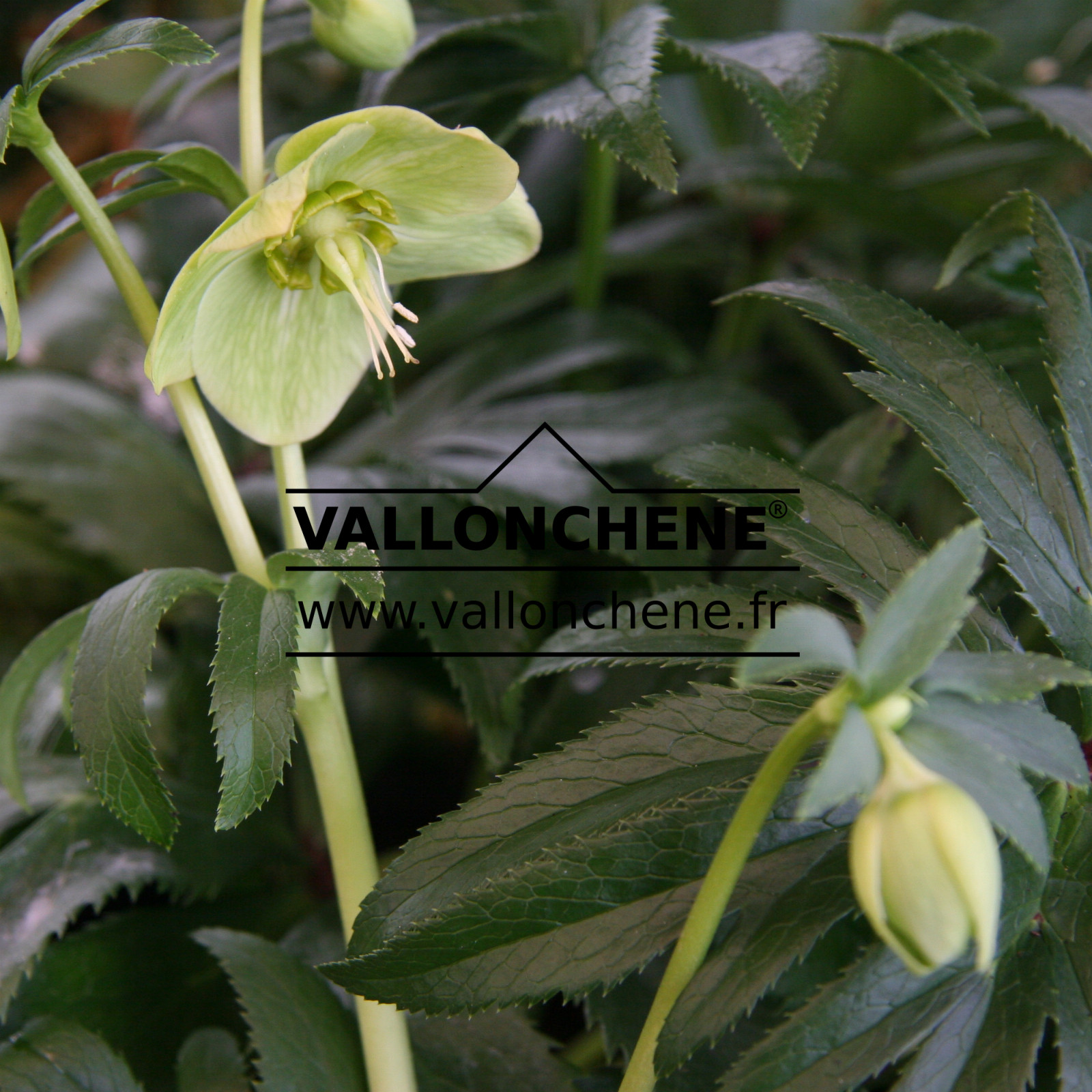 HELLEBORUS multifidus ssp. hercegovinus en Janvier