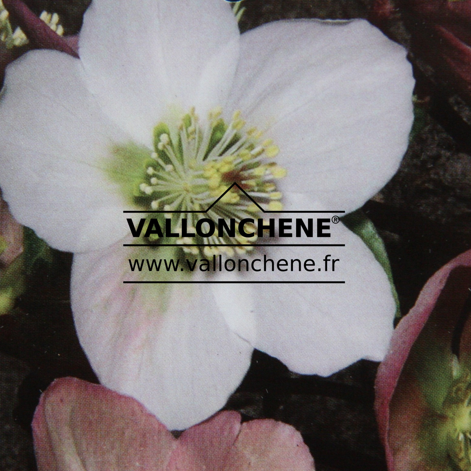HELLEBORUS niger ‘Blackthorn Strain’