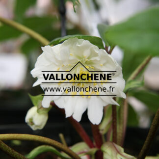 HELLEBORUS niger 'Double Fashion' (fleurs doubles blanches) en Janvier